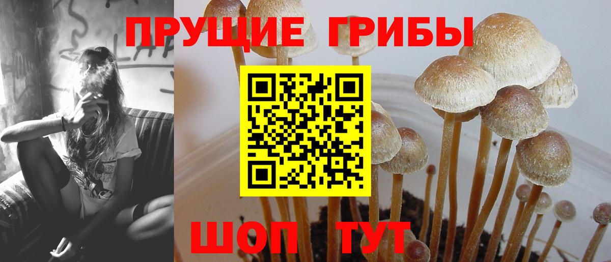 Галлюциногенные грибы GOLDEN TEACHER Ишим